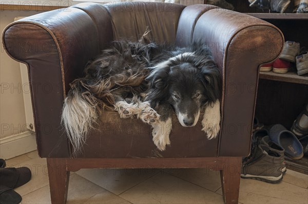 Old, tired Border Collie in his leather armchair, Mecklenburg-Vorpommern, Germany, Europe