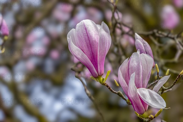 Blossoms of a magnolia (Magnolia), magnolia x soulangeana (Magnolia xsoulangeana), magnolia blossom, Offenbach am Main, Hesse, Germany, Europe