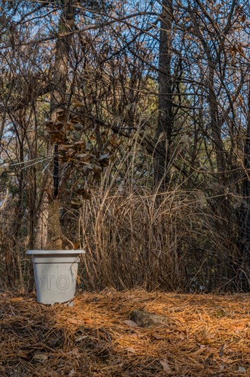 A white bucket serves as a trash bin in a forest with a bed of pine needles, in South Korea
