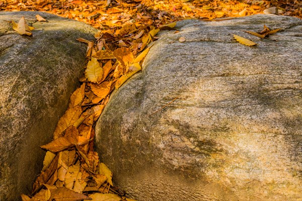 Close-up of a rock's edge with autumn leaves wedged between the textures, in South Korea