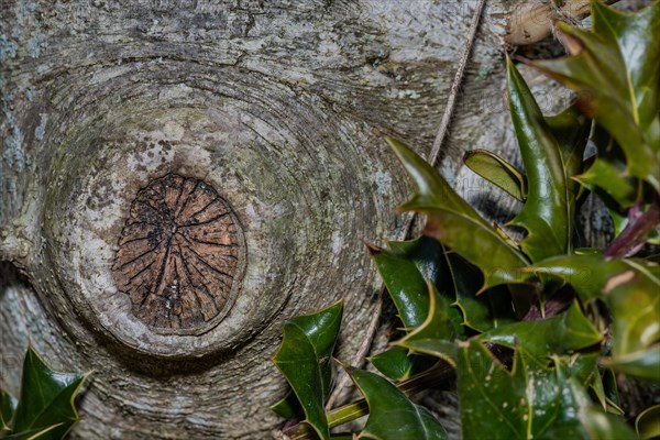 Holly leaves beside a textured tree trunk with a symmetrical pattern, in South Korea