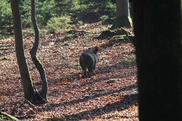 Wild boar (Sus scrofa) escapes unshot through the forest, Allgaeu, Bavaria, Germany, Europe