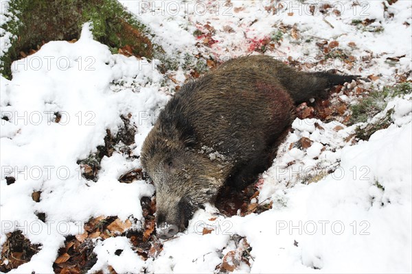 Wild boar hunting, shot wild boar (Sus scrofa) in the snow, Allgaeu, Bavaria, Germany, Europe