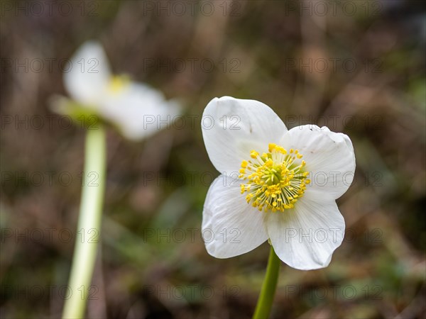 Christmas rose (Helleborus niger), near Tragoess, Styria, Austria, Europe