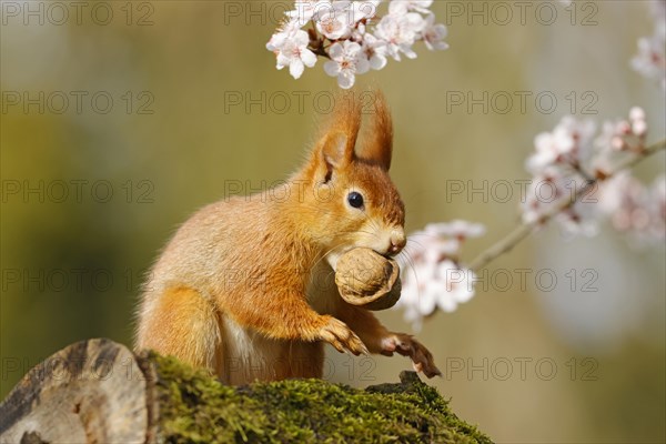 Eurasian red squirrel (Sciurus vulgaris) with walnut sitting in a flowering tree, Hesse, Germany, Europe