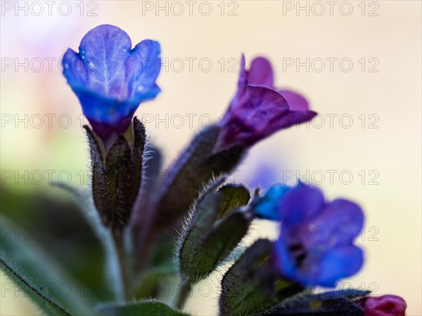 True lungwort or common lungwort (Pulmonaria officinalis), flowers, Leoben, Styria, Austria, Europe