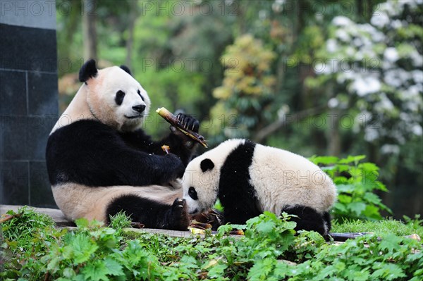 Bifengxia Panda Center, sichuan, china