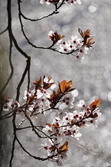 Ornamental cherry in bloom, March, Germany, Europe