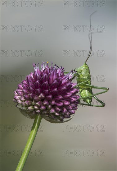 Larva of a green leafhopper (Tettigonia viridissima) on a globe leek flower, Valais, Switzerland, Europe