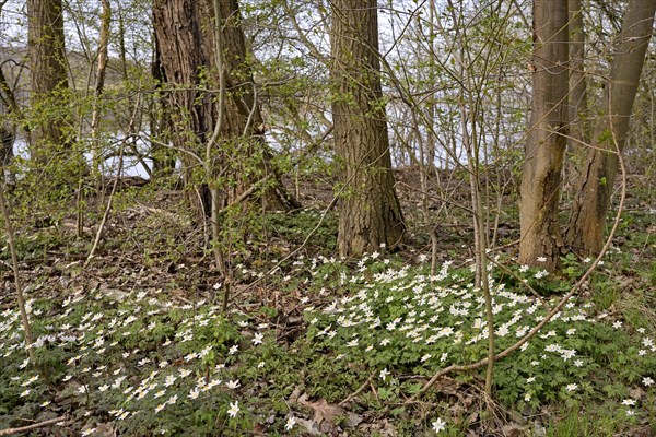 Wood anemone (Anemone nemorosa) blooming between deciduous trees at a lake, North Rhine-Westphalia, Germany, Europe