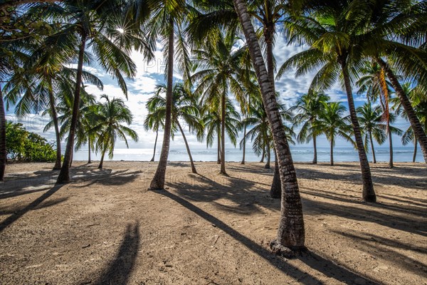 Romantic Caribbean sandy beach with palm trees, turquoise-coloured sea. Morning landscape shot at sunrise in Plage de Bois Jolan, Guadeloupe, French Antilles, North America