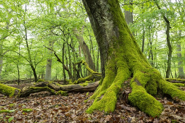 Near-natural deciduous forest, moss-covered deadwood, in spring, Barnbruch Forest nature reserve, Lower Saxony, Germany, Europe