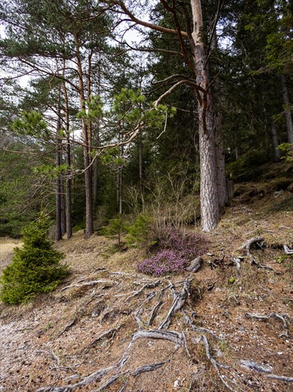 Roots in the forest floor, flowering heather (Erica), near Tragoess, Styria, Austria, Europe