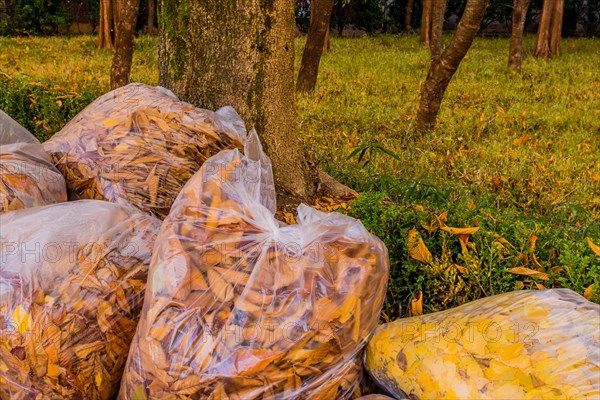 Sunlight showcases bags of collected leaves under a tree in an urban landscape, in South Korea