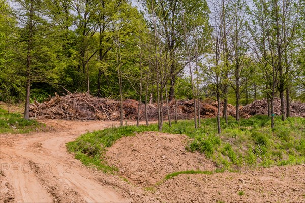 Cleared forest area with remnants of trees beside a dirt road under a clear sky, in South Korea