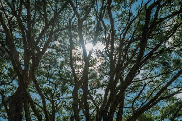 Sunlight filtering through the silhouetted branches of a tree canopy, in South Korea