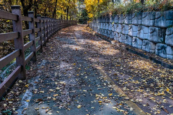 A deserted trail with scattered autumn leaves, accompanied by a fence and stone wall, in South Korea