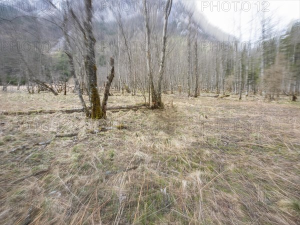 Barren trees, zoom effect, Jassing, Styria, Austria, Europe