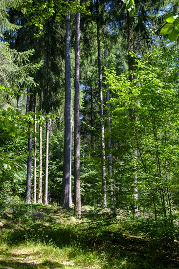 Three beeches, forest, Eselsweg near Floersbach, Spessart, Hesse, Germany, Europe