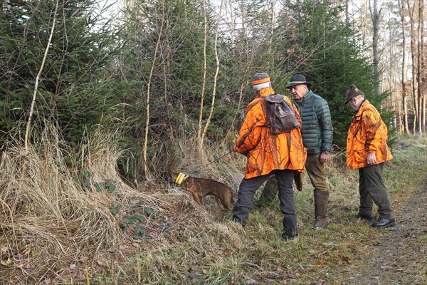 Wild boar hunt, guide in safety clothing examines the place where the wild boar (Sus scrofa) disappeared in the thicket, Allgaeu, Bavaria, Germany, Europe
