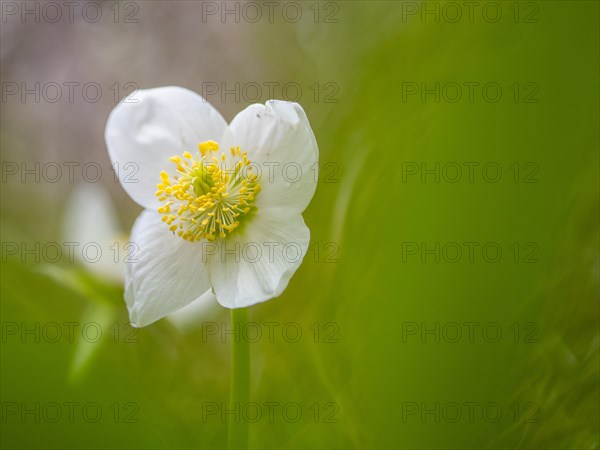 Christmas rose (Helleborus niger), near Tragoess, Styria, Austria, Europe