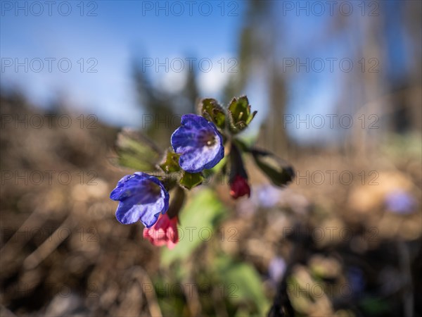 True lungwort or common lungwort (Pulmonaria officinalis), flowers, Leoben, Styria, Austria, Europe