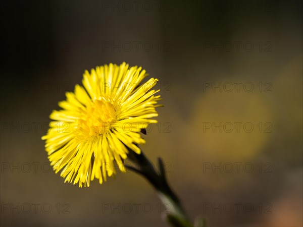 Coltsfoot (Tussilago farfara), Leoben, Styria, Austria, Europe