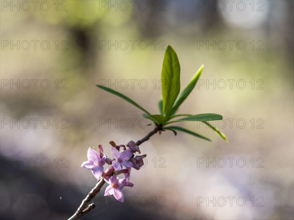 Mezereon (Daphne mezereum), Leoben, Styria, Austria, Europe