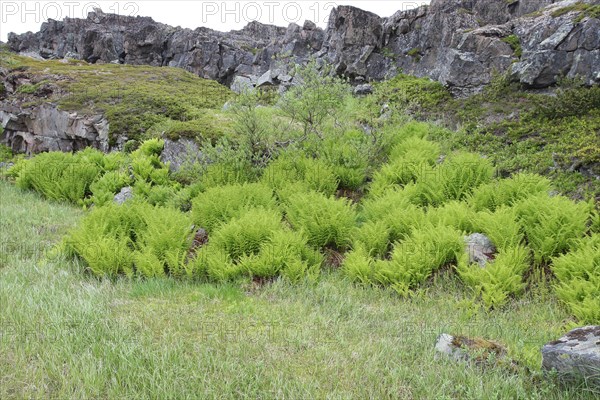 Fern (Tracheophyla) in the tundra on the coastal road to Hamningberg on the Barents Sea, Lapland, Norway, Scandinavia, Europe
