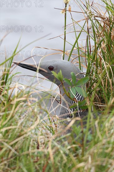 Black-throated loon (Gavia arctica) on the nest, well hidden by the water, Lapland, Norway, Scandinavia, Europe
