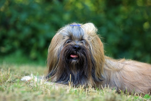 Lhasa Apso