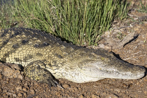 Nile crocodile (Crocodylus niloticus) Mziki Private Game Reserve, North West Province, South Africa, Africa