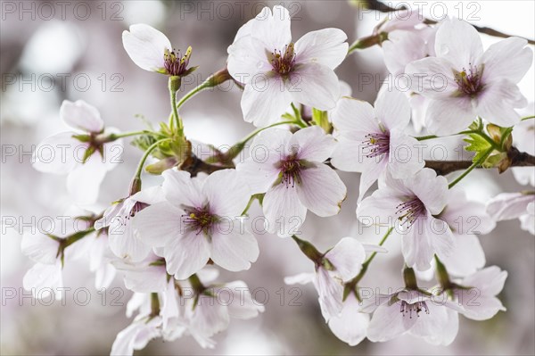 Japanese cherry (Prunus serrulata), Emsland, Lower Saxony, Germany, Europe