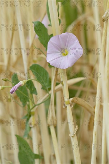 Field bindweed (Convolvulus arvensis) clinging to cereal stalks, flowering, North Rhine-Westphalia, Germany, Europe