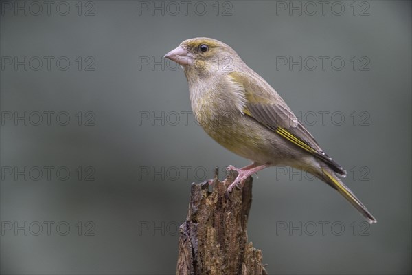 European greenfinch (Carduelis chloris), Emsland, Lower Saxony, Germany, Europe