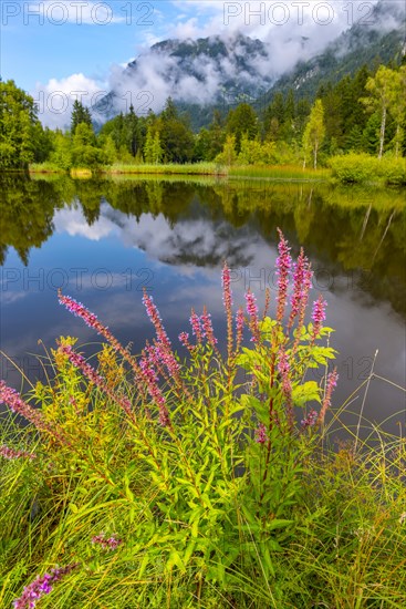 Purple loosestrife (Lythrum salicaria), moorland pond, near Oberstdorf, Oberallgaeu, Allgaeu. Bavaria, Germany, Europe