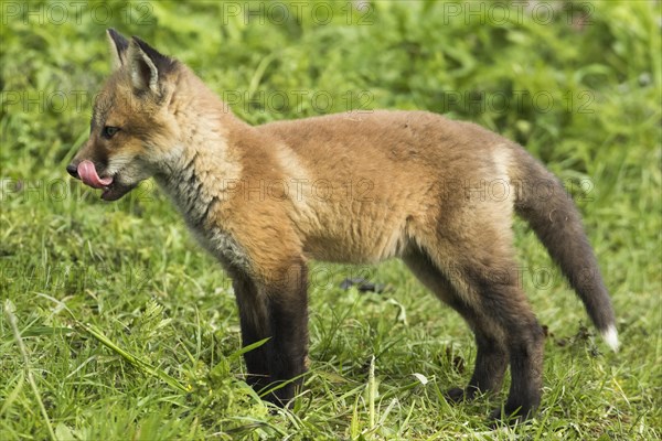 Red fox. Vulpes vulpes. Red fox cubs standing in a meadow and watching. .Province of Quebec. Canada