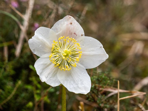 Christmas rose (Helleborus niger), near Tragoess, Styria, Austria, Europe