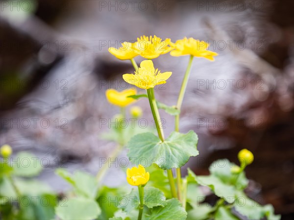 Marsh marigolds (Caltha palustris), banks of the Laming, near Tragoess, Styria, Austria, Europe