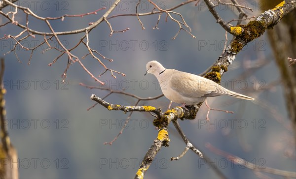 Eurasian collared dove (Streptopelia decaocto) on a branch