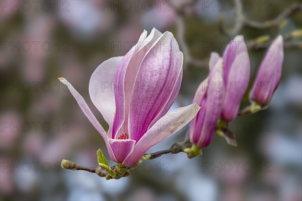 Blossoms of a magnolia (Magnolia), magnolia x soulangeana (Magnolia xsoulangeana), magnolia blossom, Offenbach am Main, Hesse, Germany, Europe