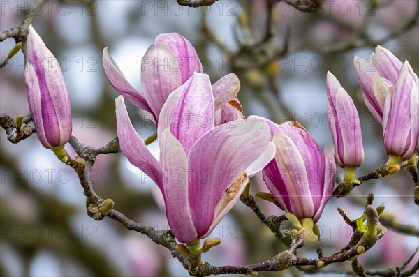 Blossoms of a magnolia (Magnolia), magnolia x soulangeana (Magnolia xsoulangeana), magnolia blossom, Offenbach am Main, Hesse, Germany, Europe