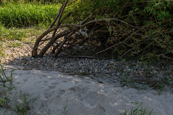 Tree roots exposed by flooding in a dry landscape with sand and pebbles, in South Korea