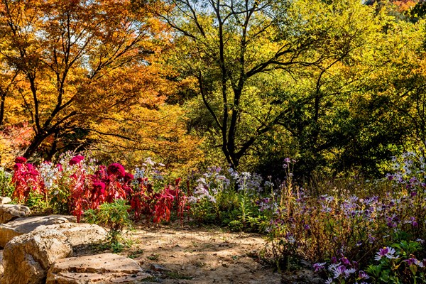 Colorful autumn scene with vivid red and purple flowers under a canopy of yellow trees, in South Korea