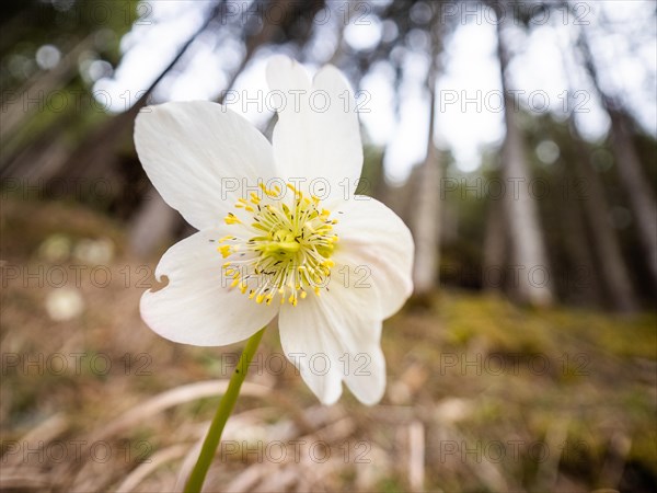 Christmas rose (Helleborus niger), near Tragoess, Styria, Austria, Europe