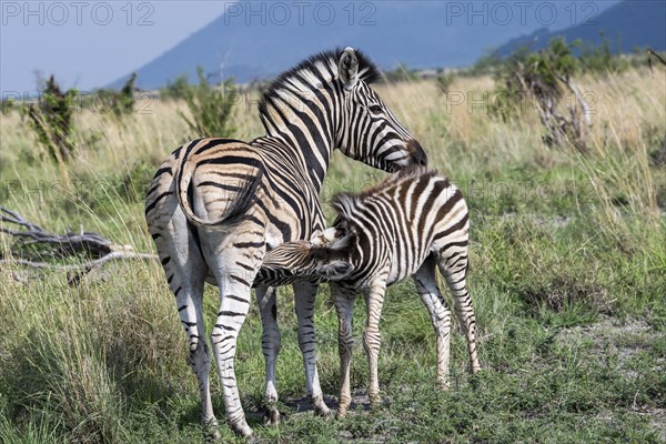 Plains zebra (Equus quagga) foal suckling, Madikwe Game Reserve, North West Province, South Africa, RSA, Africa