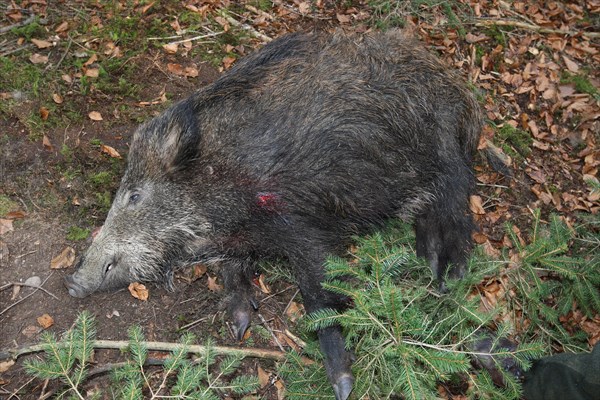 Wild boar hunting, wild boar (Sus scrofa) shot with a leaf shot in the forest, Allgaeu, Bavaria, Germany, Europe