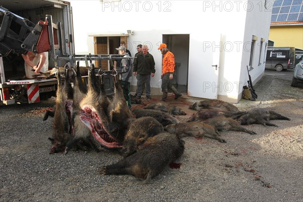 Wild boar (Sus scrofa) in front of the slaughterhouse, Allgaeu, Bavaria, Germany, Europe