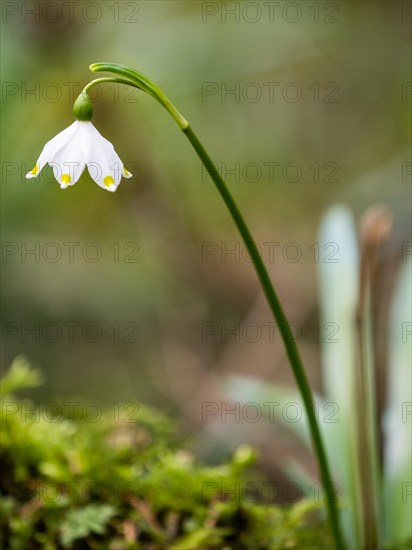 Spring snowdrop (Leucojum vernum), March snowdrop, March bell, large snowdrop. Amaryllis family (Amaryllidaceae), Jassing, Styria, Austria, Europe