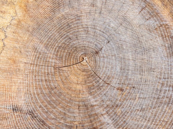 Visualisation of the annual rings in felled wood, Jassing, Styria, Austria, Europe